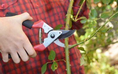 Keeping Your Garden Healthy in July